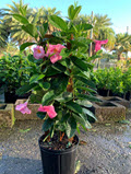 10" Mandevilla Giant Pink Trellis